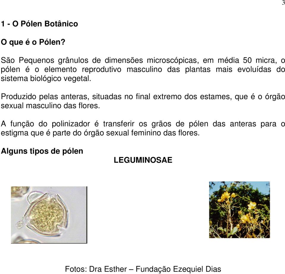 evoluídas do sistema biológico vegetal.