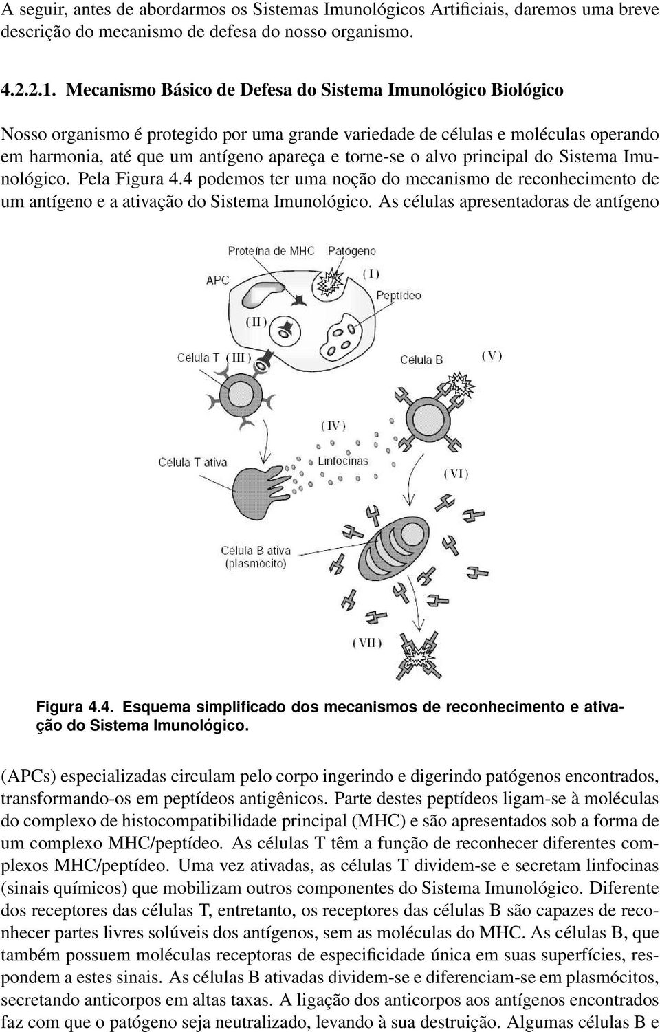 alvo principal do Sistema Imunológico. Pela Figura 4.4 podemos ter uma noção do mecanismo de reconhecimento de um antígeno e a ativação do Sistema Imunológico.