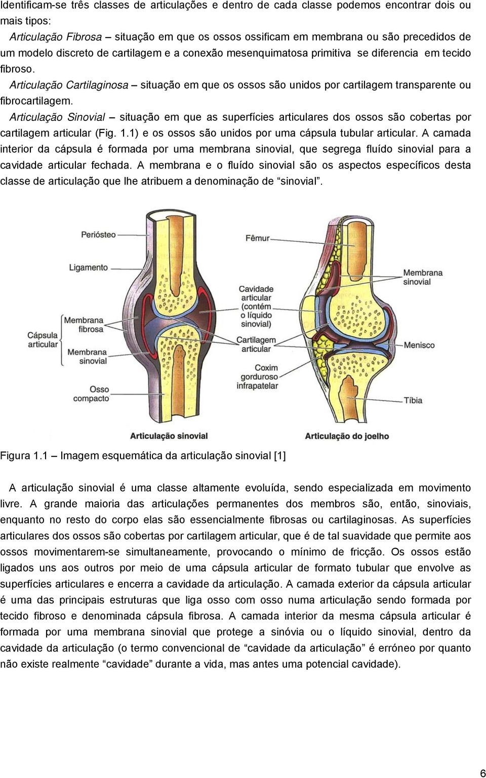 Articulação Cartilaginosa situação em que os ossos são unidos por cartilagem transparente ou fibrocartilagem.