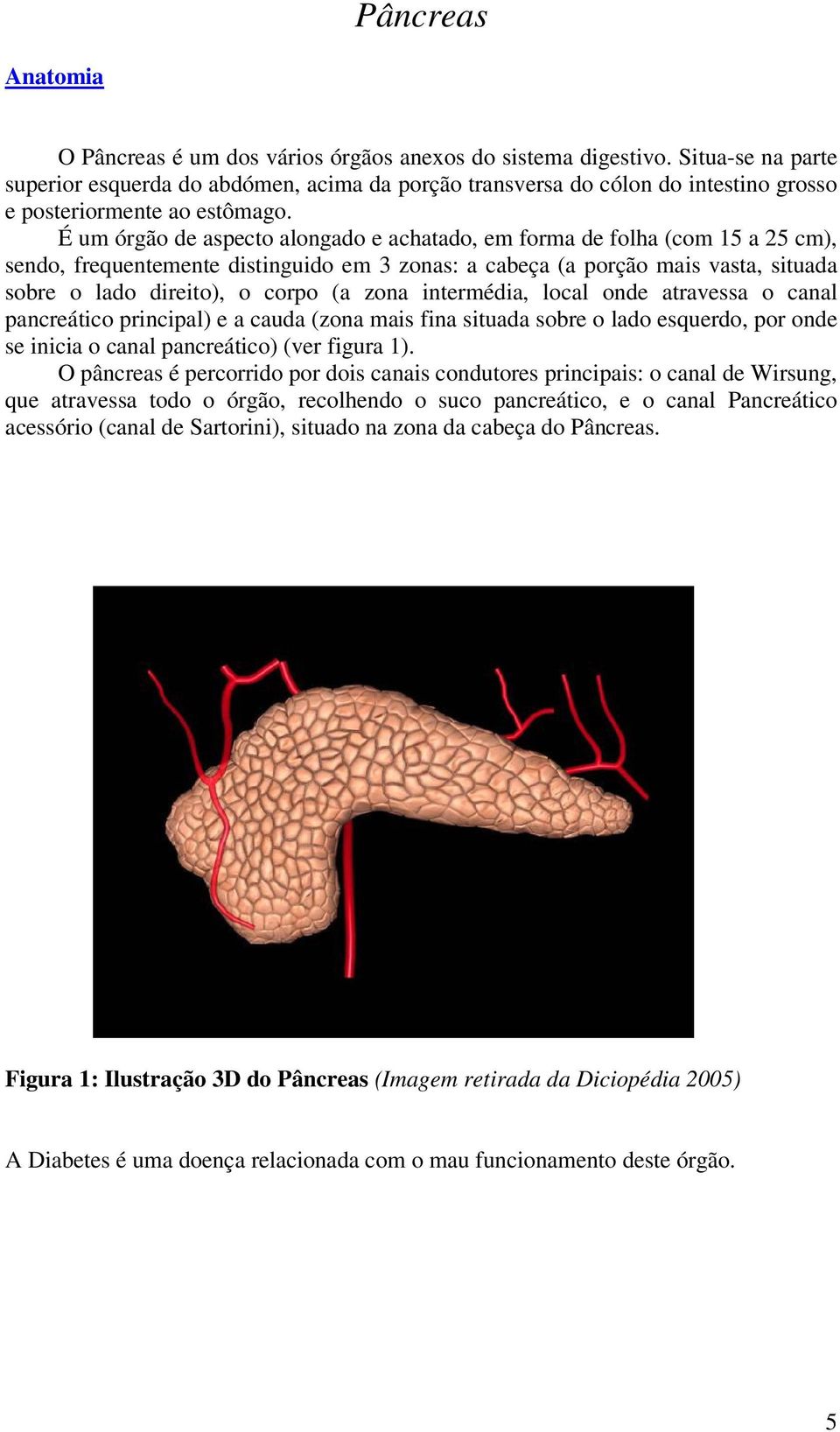 É um órgão de aspecto alongado e achatado, em forma de folha (com 15 a 25 cm), sendo, frequentemente distinguido em 3 zonas: a cabeça (a porção mais vasta, situada sobre o lado direito), o corpo (a