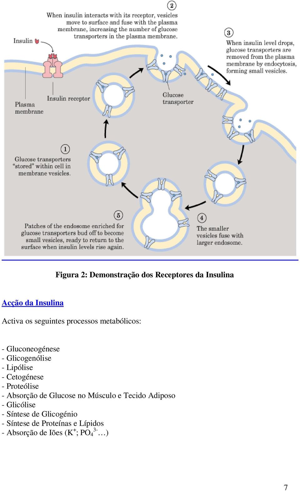 Cetogénese - Proteólise - Absorção de Glucose no Músculo e Tecido Adiposo -