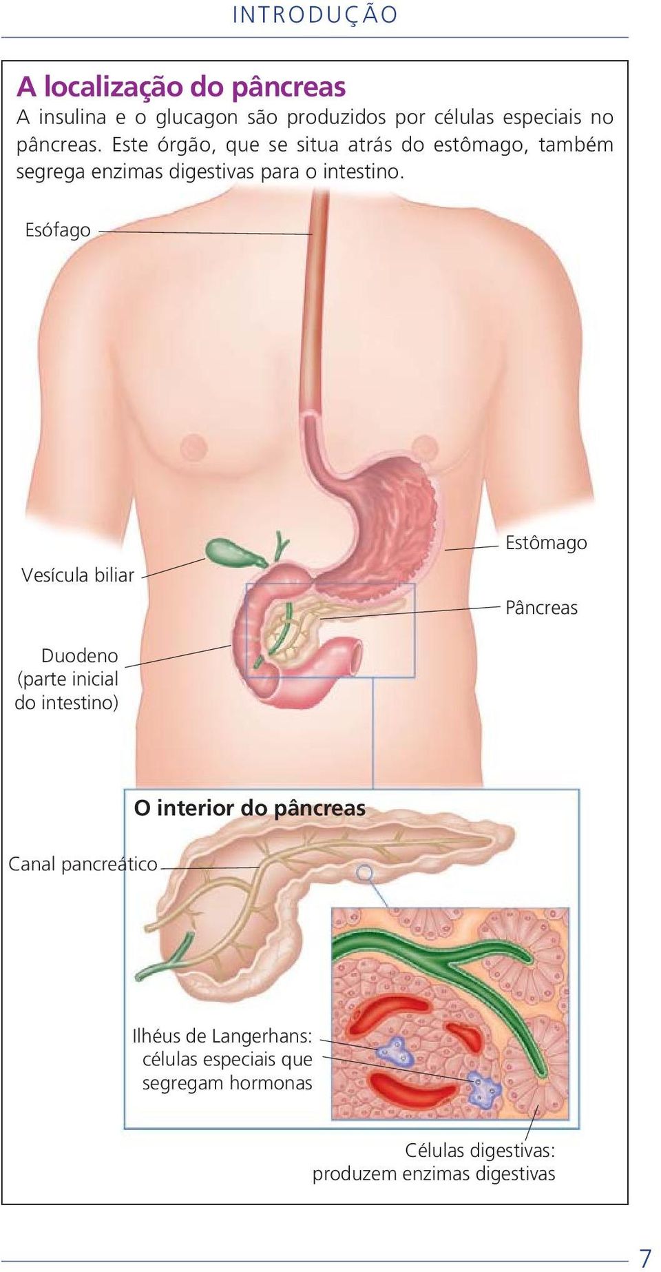 Esófago Vesícula biliar Estômago Pâncreas Duodeno (parte inicial do intestino) O interior do pâncreas Canal