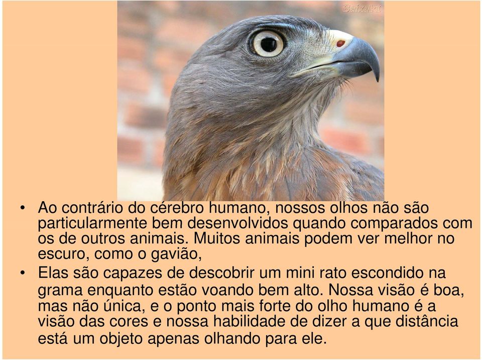 Muitos animais podem ver melhor no escuro, como o gavião, Elas são capazes de descobrir um mini rato escondido na