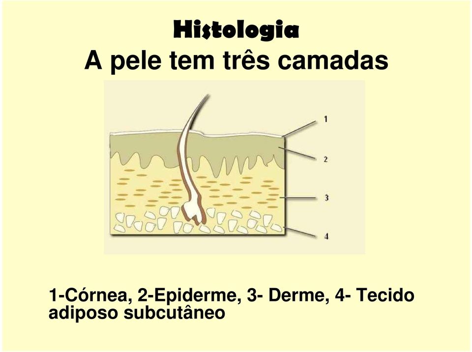 2-Epiderme, 3- Derme,