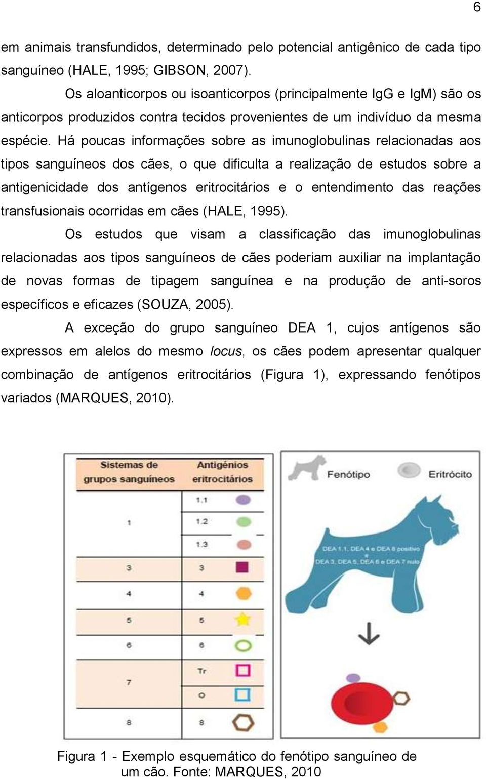 Há poucas informações sobre as imunoglobulinas relacionadas aos tipos sanguíneos dos cães, o que dificulta a realização de estudos sobre a antigenicidade dos antígenos eritrocitários e o entendimento