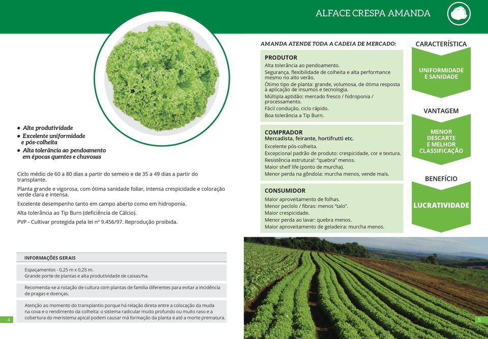 Excelente desempenho tanto em campo aberto como em hidroponia. Alta tolerância ao Tip Burn (deficiência de Cálcio). PVP - Cultivar protegida pela lei nº 9.456/97. Reprodução proibida.