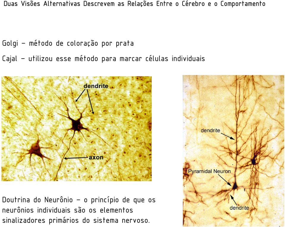 método para marcar células individuais Doutrina do Neurônio o princípio de