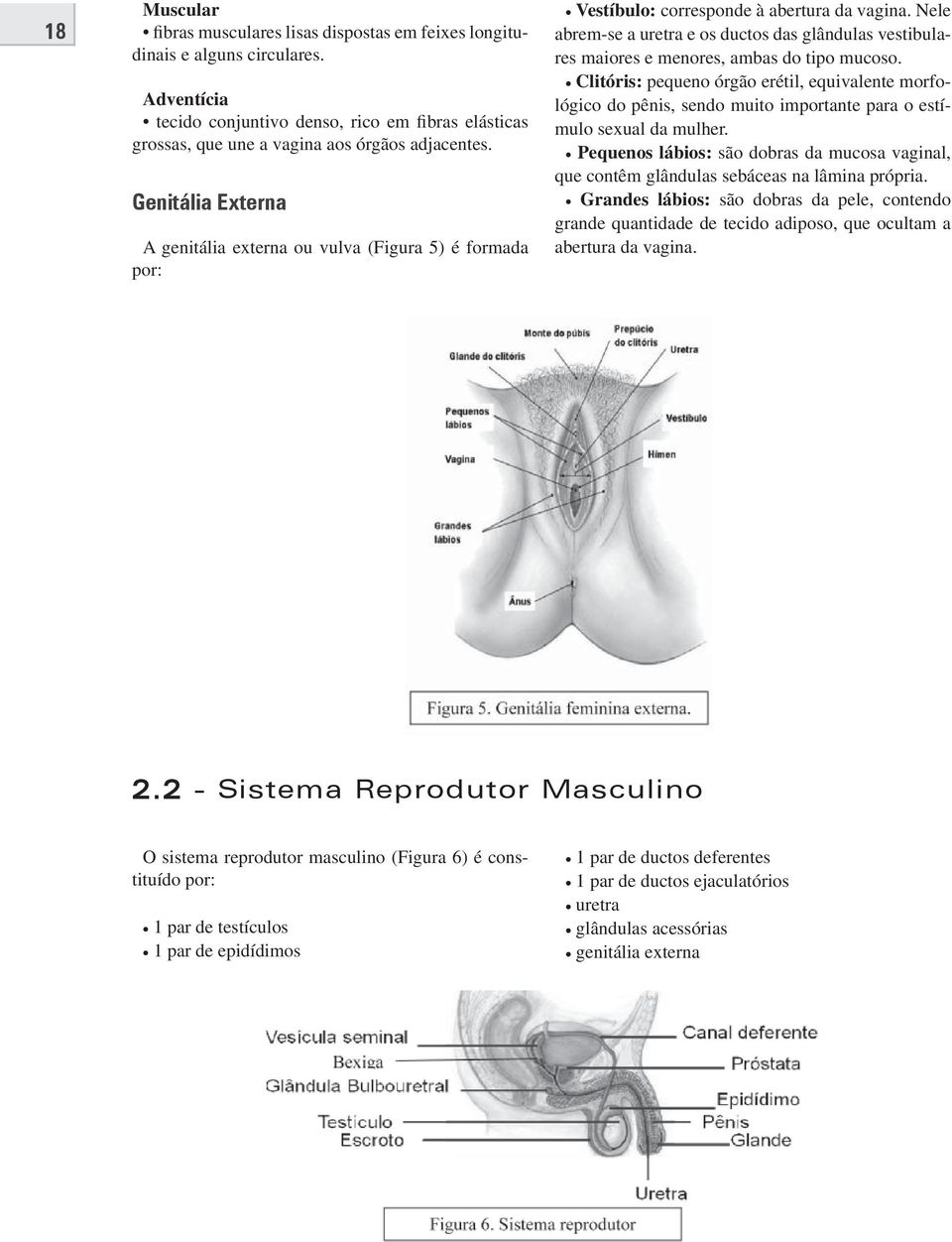 Nele abrem-se a uretra e os ductos das glândulas vestibulares maiores e menores, ambas do tipo mucoso.