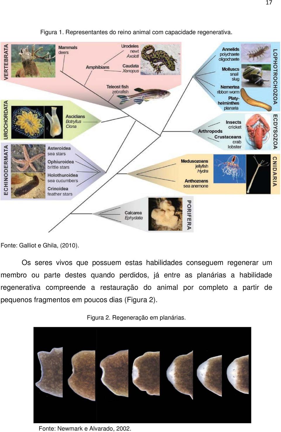 já entre as planárias a habilidade regenerativa compreende a restauração do animal por completo a partir de