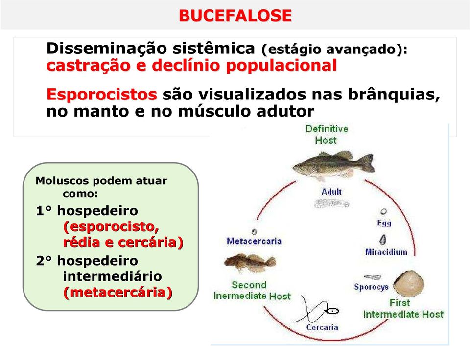 manto e no músculo adutor Moluscos podem atuar como: 1 hospedeiro