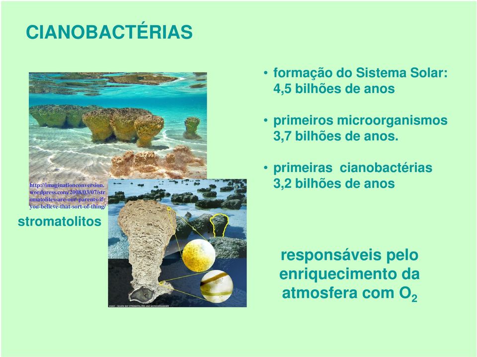 com/2008/03/07/str omatolites-are-our-parents-ifyou-believe-that-sort-of-thing/