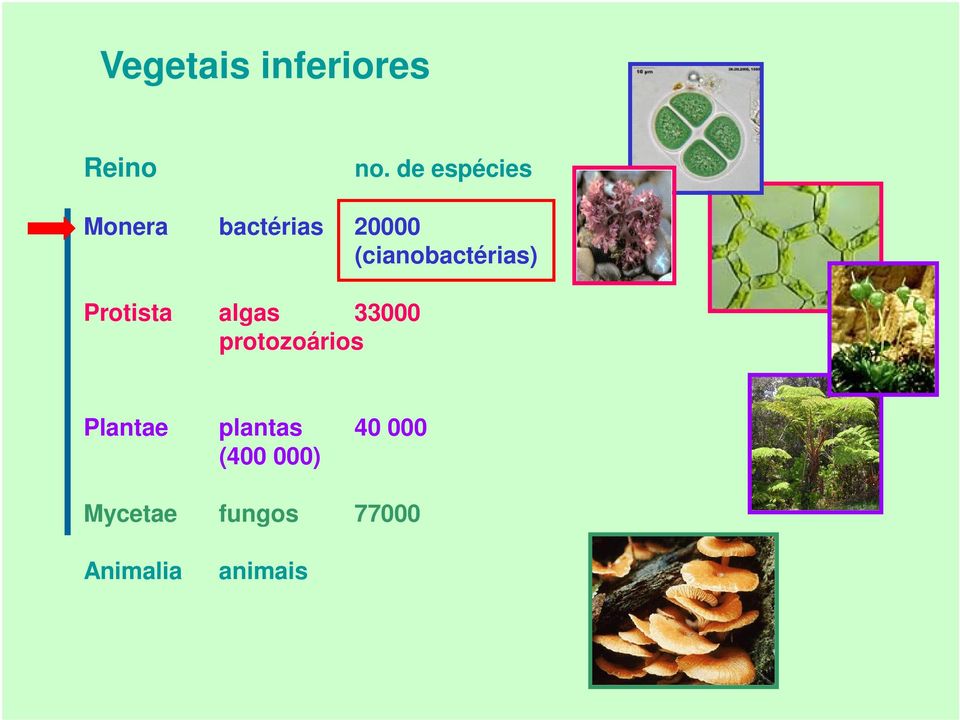 (cianobactérias) Protista algas 33000