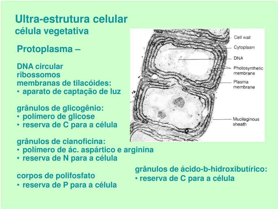 a célula grânulos de cianoficina: polímero de ác.