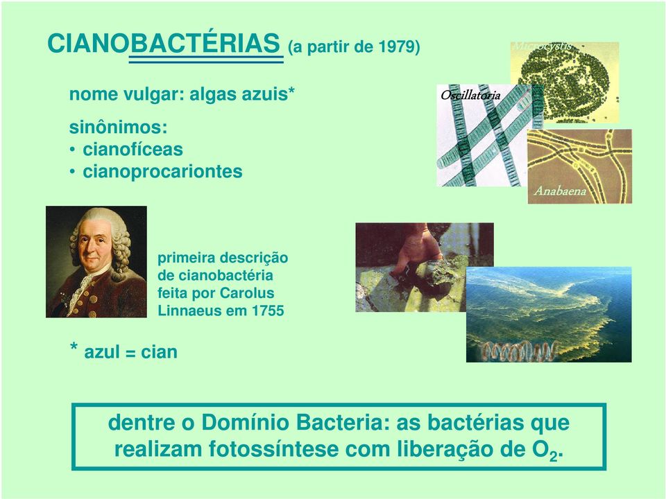 primeira descrição de cianobactéria feita por Carolus Linnaeus em 1755