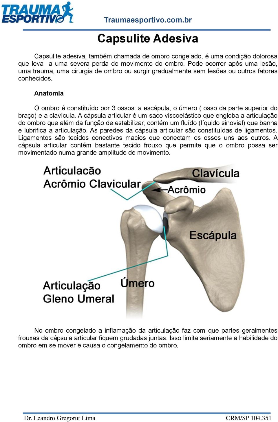 Anatomia O ombro é constituído por 3 ossos: a escápula, o úmero ( osso da parte superior do braço) e a clavícula.