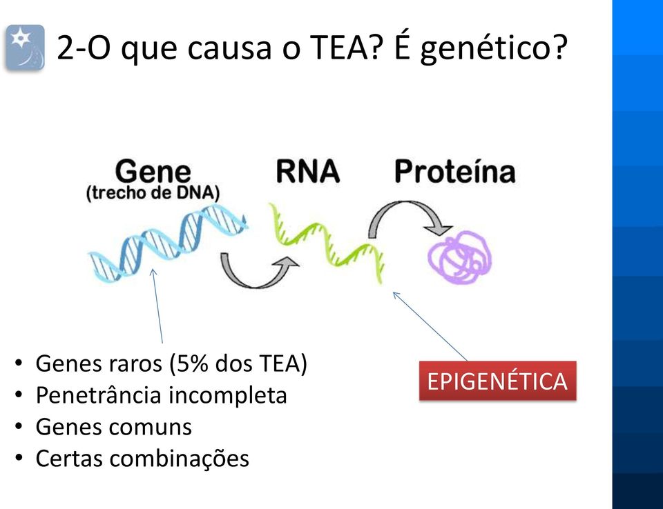 Genes raros (5% dos TEA)