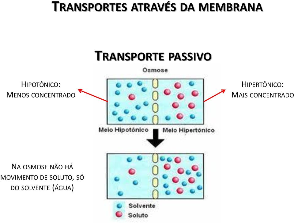 HIPERTÔNICO: MAIS CONCENTRADO NA OSMOSE