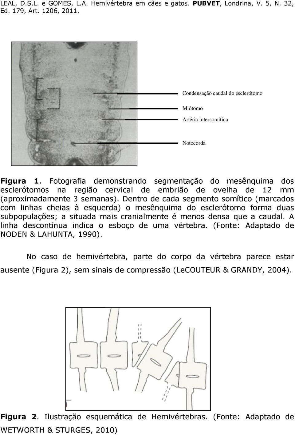 Dentro de cada segmento somítico (marcados com linhas cheias à esquerda) o mesênquima do esclerótomo forma duas subpopulações; a situada mais cranialmente é menos densa que a caudal.