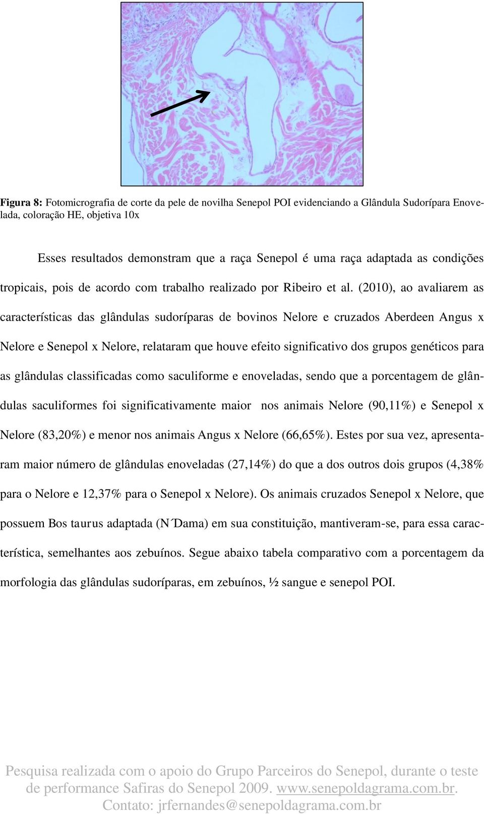 (2010), ao avaliarem as características das glândulas sudoríparas de bovinos Nelore e cruzados Aberdeen Angus x Nelore e Senepol x Nelore, relataram que houve efeito significativo dos grupos