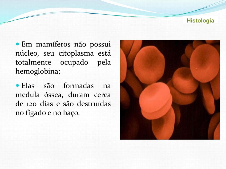 hemoglobina; Elas são formadas na medula óssea,