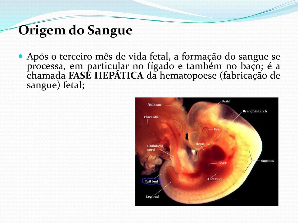 particular no fígado e também no baço; é a