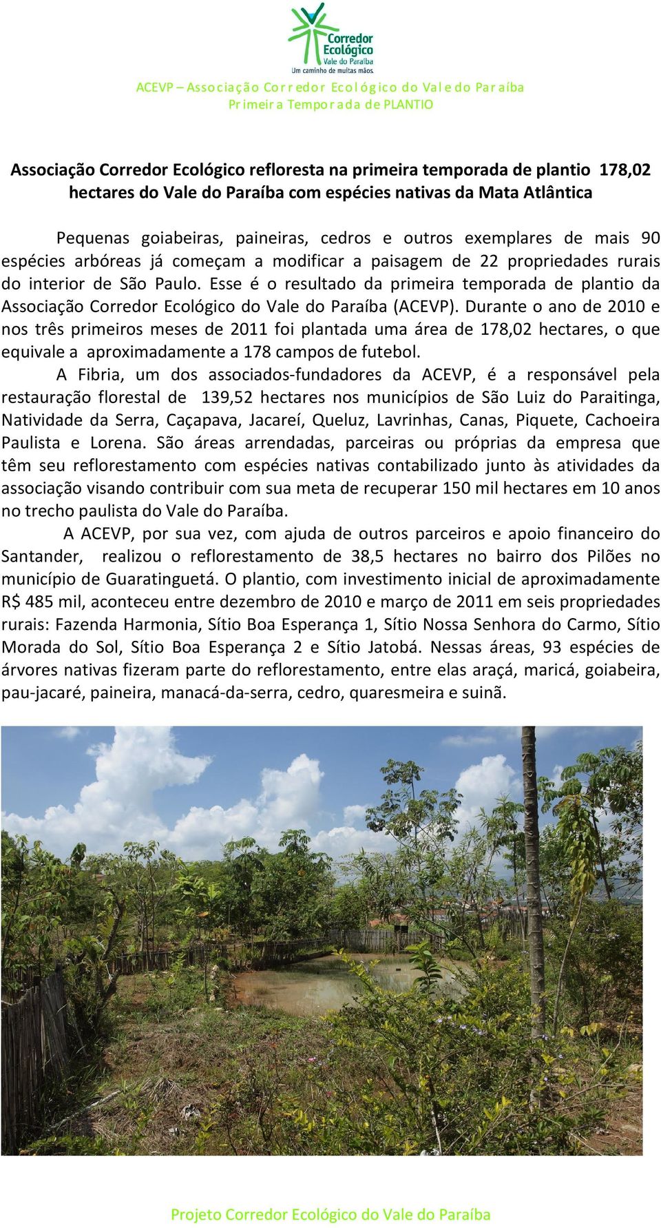 Esse é o resultado da primeira temporada de plantio da Associação Corredor Ecológico do Vale do Paraíba (ACEVP).