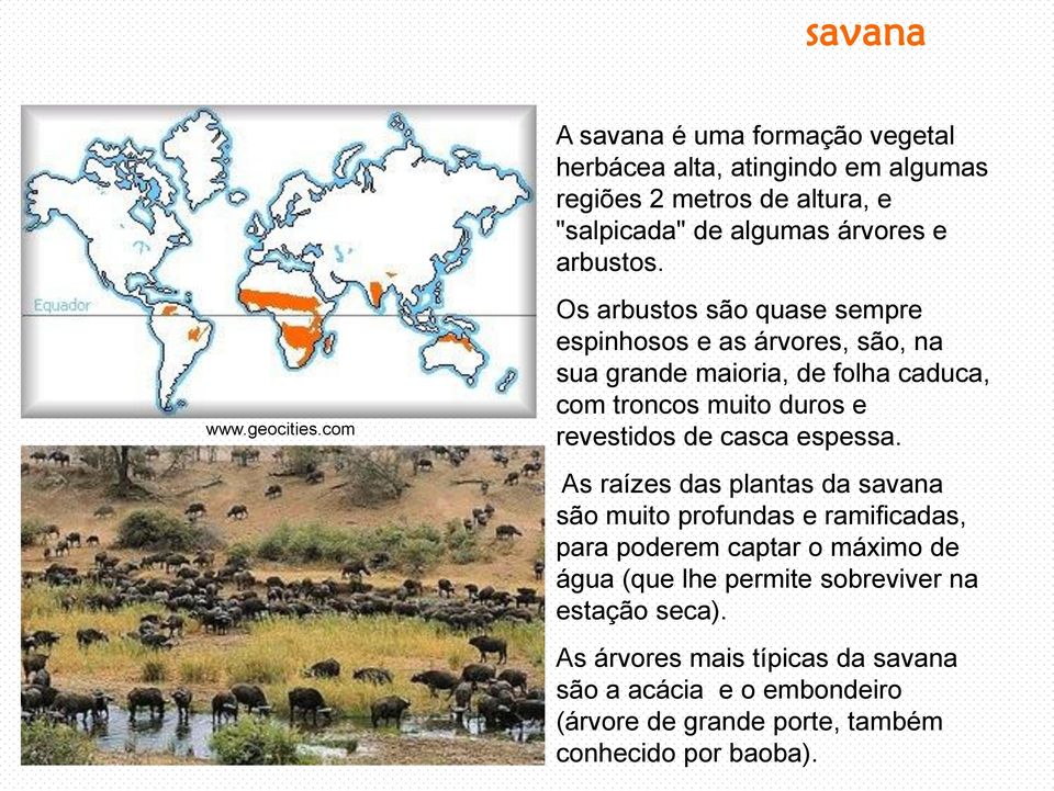 Os arbustos são quase sempre espinhosos e as árvores, são, na sua grande maioria, de folha caduca, com troncos muito duros e revestidos de