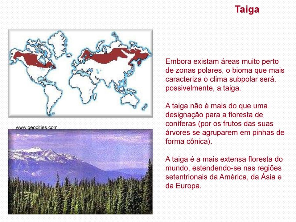 A taiga não é mais do que uma designação para a floresta de coníferas (por os frutos das suas