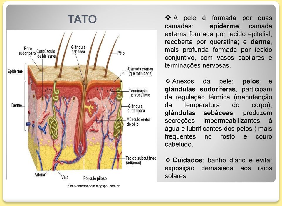 com br Anexos da pele: pelos e glândulas sudoríferas, participam da regulação térmica (manutenção da temperatura do corpo); glândulas sebáceas,