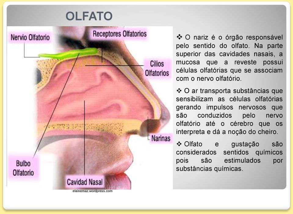 olfatório.