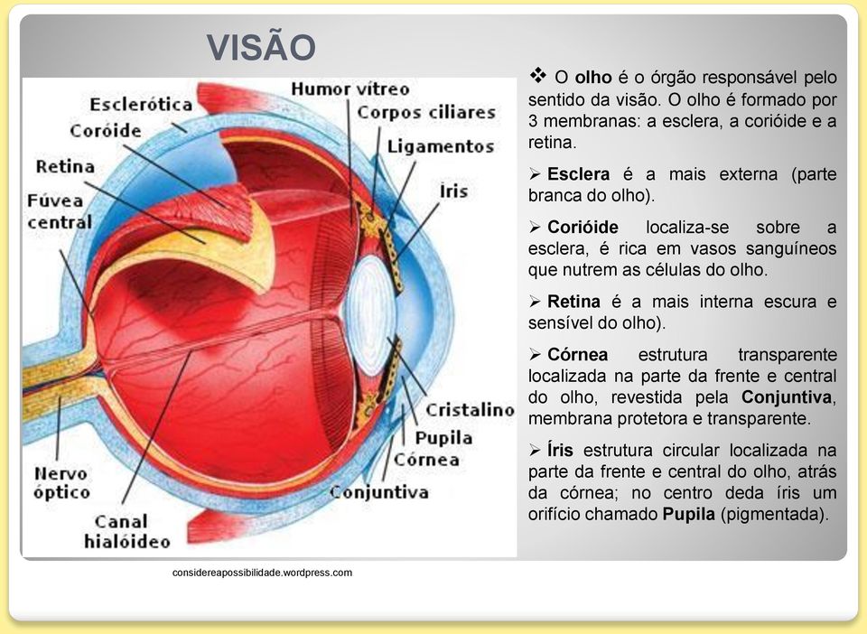 Retina é a mais interna escura e sensível do olho).