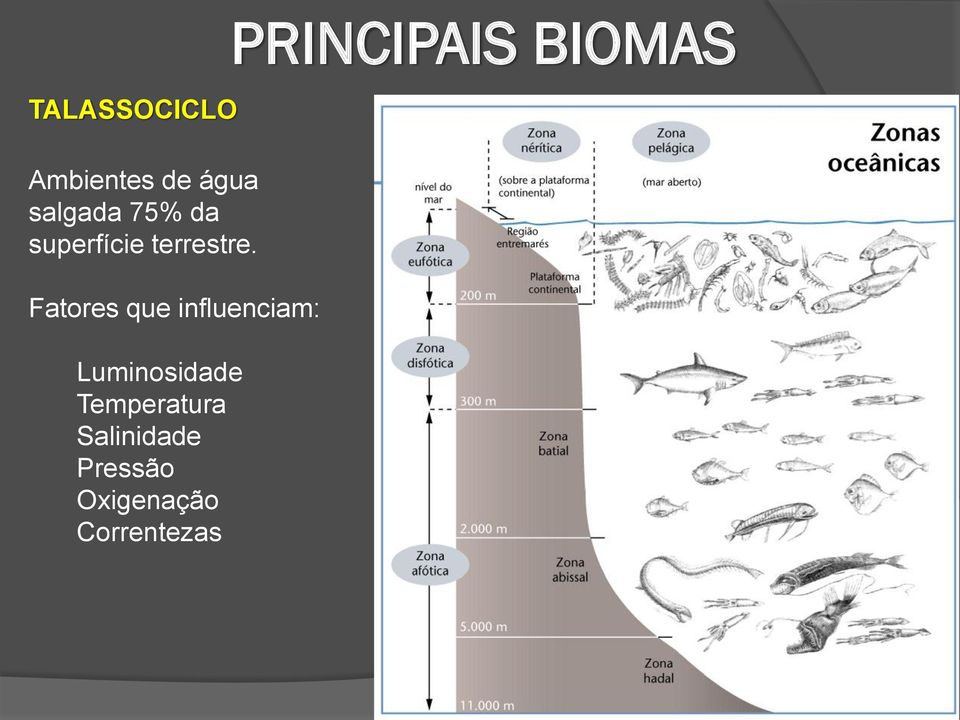 Fatores que influenciam: Luminosidade