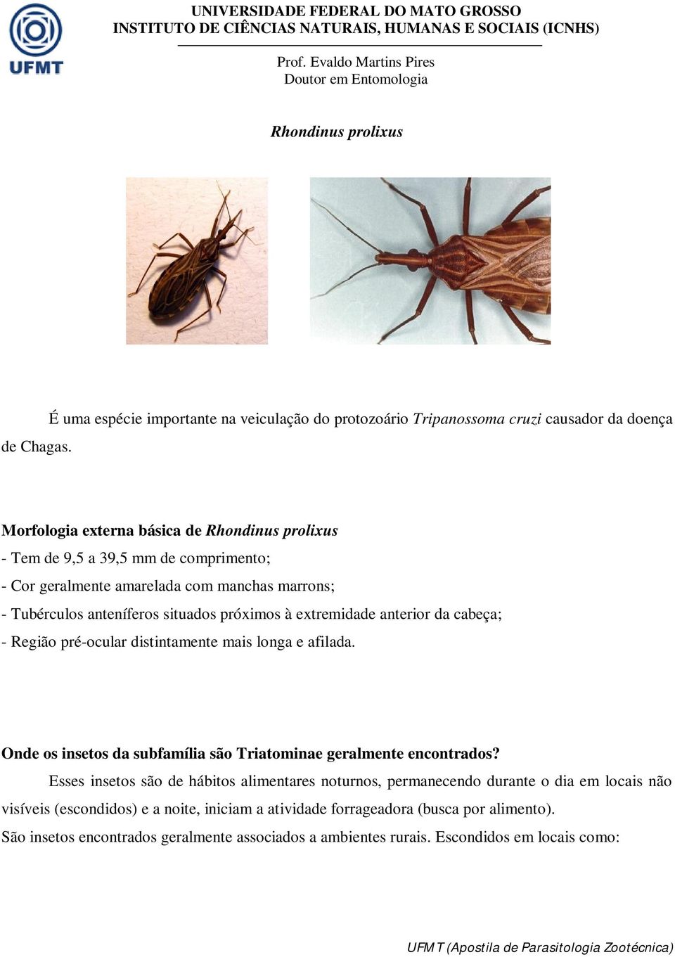 Cor geralmente amarelada com manchas marrons; - Tubérculos anteníferos situados próximos à extremidade anterior da cabeça; - Região pré-ocular distintamente mais longa e afilada.