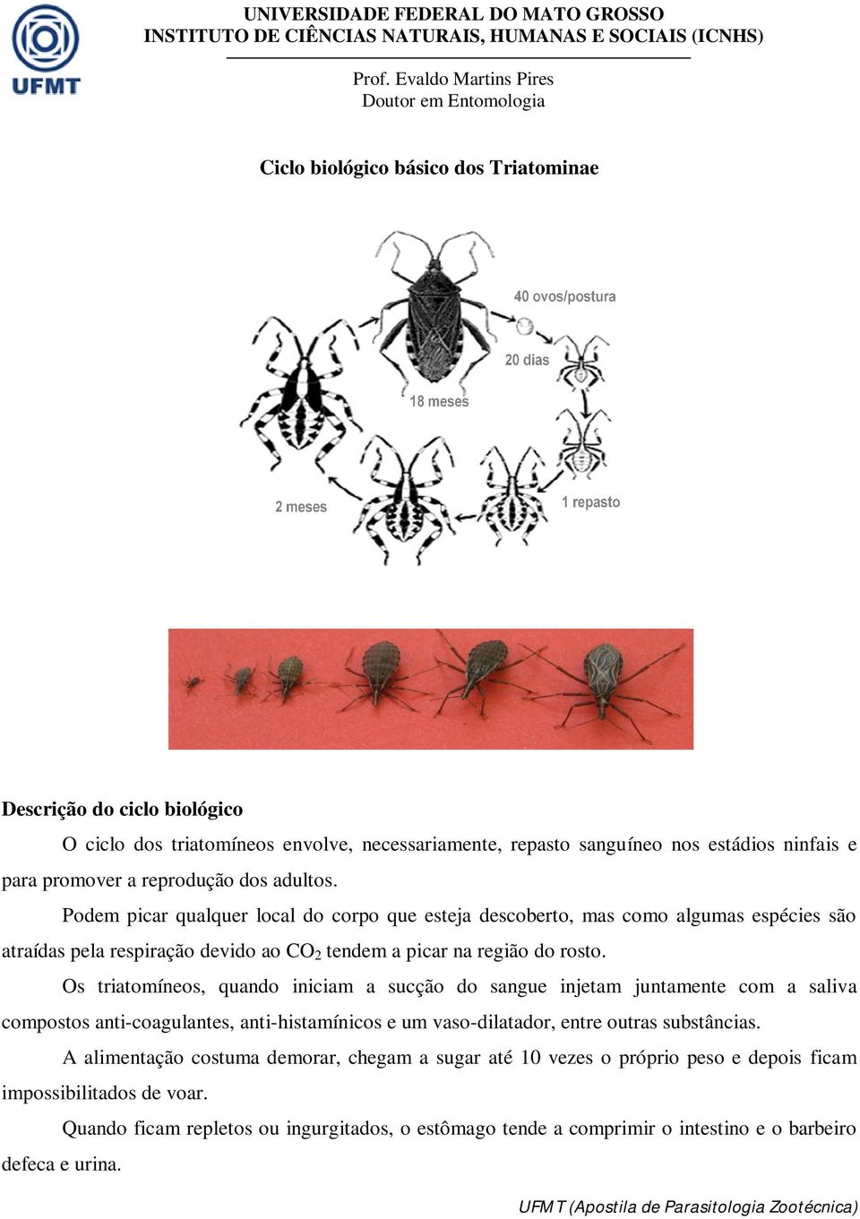 Podem picar qualquer local do corpo que esteja descoberto, mas como algumas espécies são atraídas pela respiração devido ao CO2 tendem a picar na região do rosto.