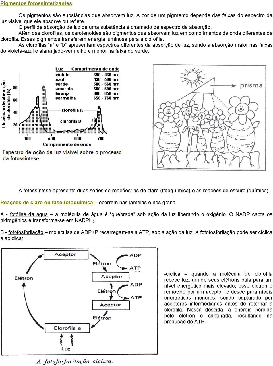 Esses pigmentos transferem energia luminosa para a clorofila.