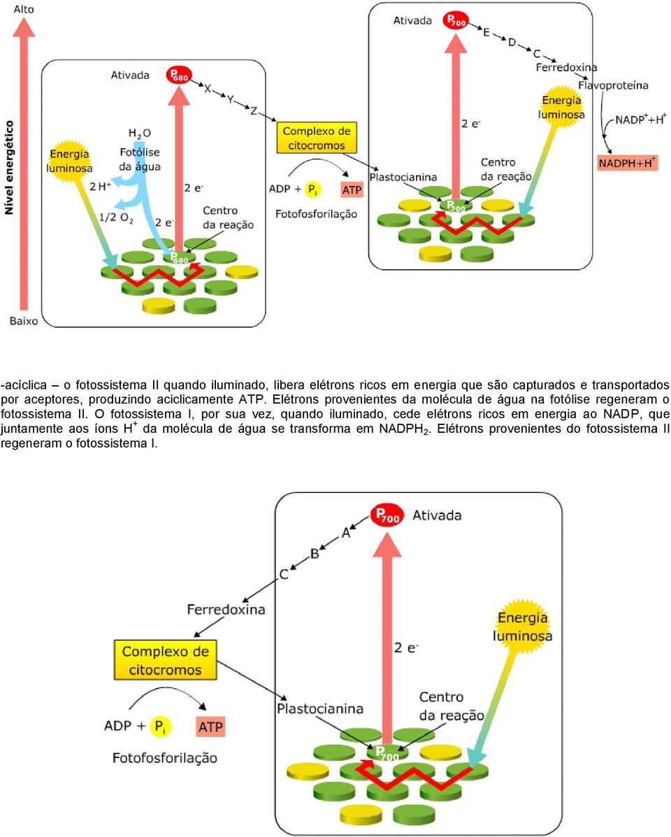Elétrons provenientes da molécula de água na fotólise regeneram o fotossistema II.