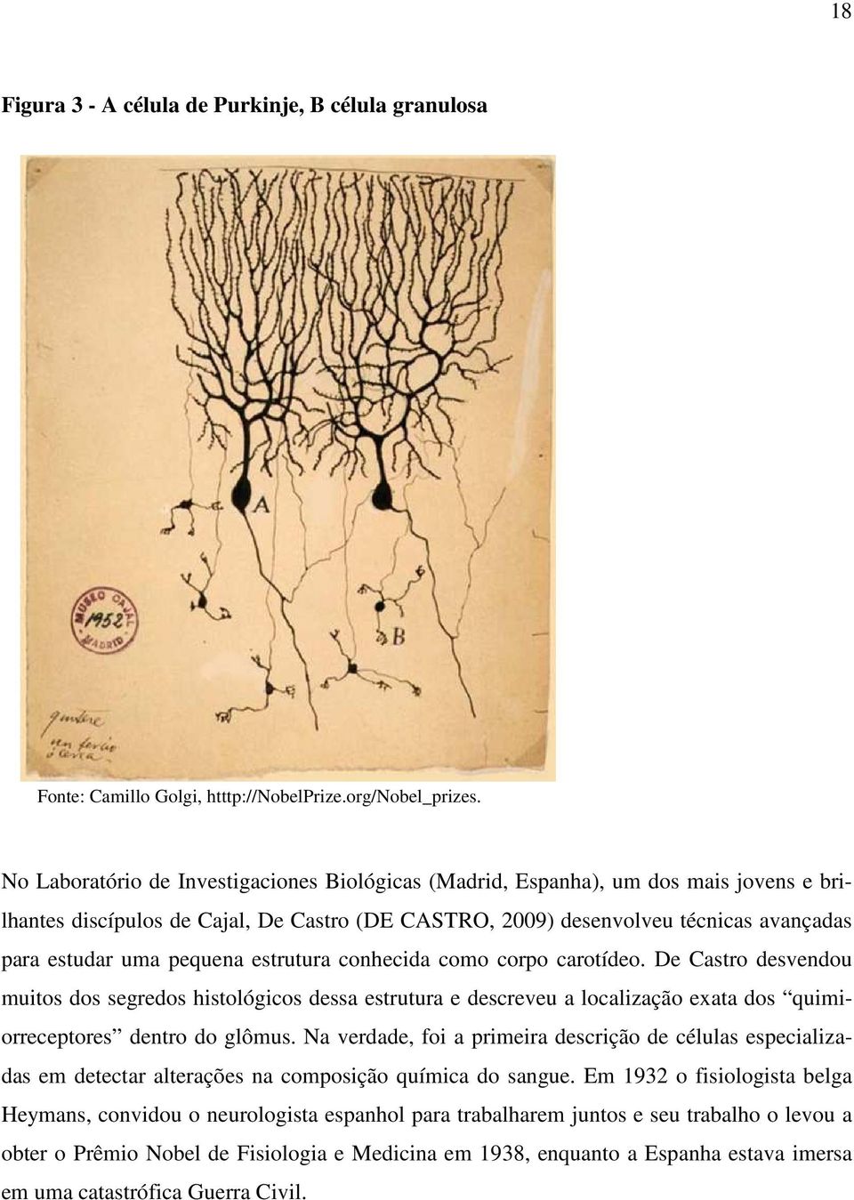 pequena estrutura conhecida como corpo carotídeo. De Castro desvendou muitos dos segredos histológicos dessa estrutura e descreveu a localização exata dos quimiorreceptores dentro do glômus.