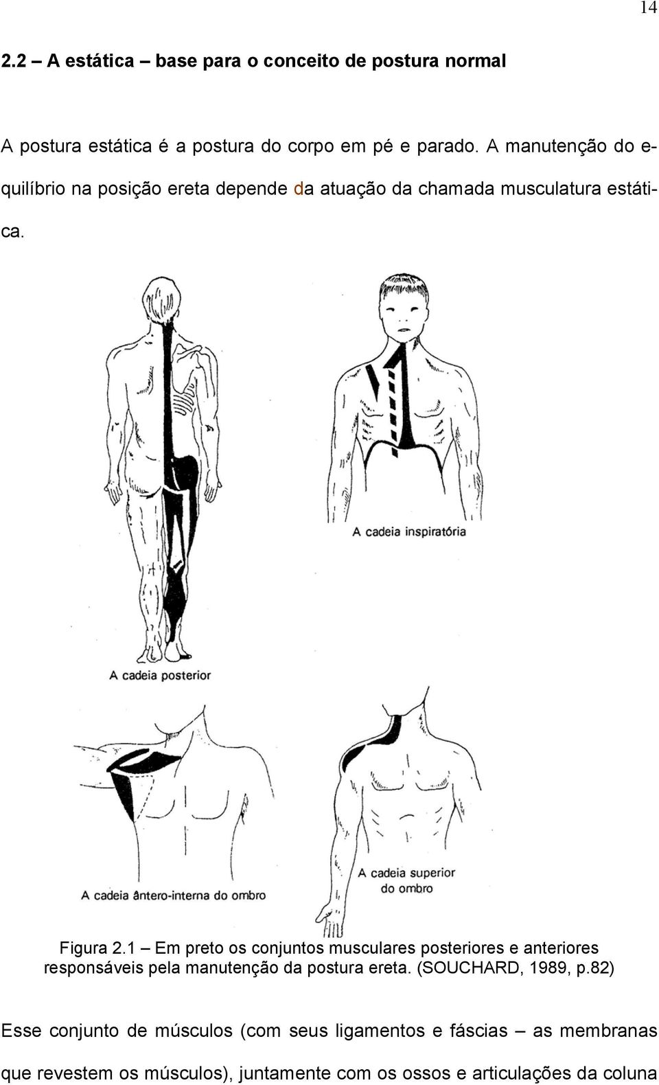 1 Em preto os conjuntos musculares posteriores e anteriores responsáveis pela manutenção da postura ereta.