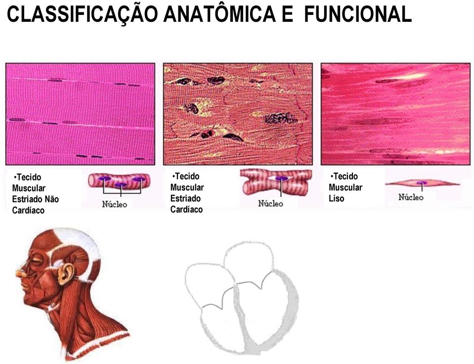 Estriado Não Cardíaco Tecido