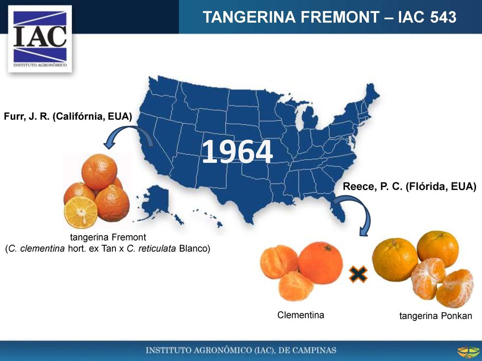 (Flórida, EUA) tangerina Fremont (C.