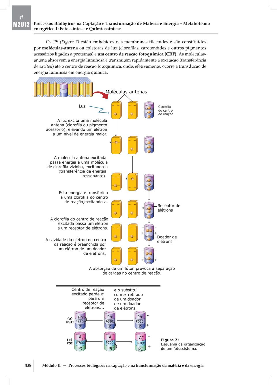 energia luminosa e transmitem rapidamente a excitação (transferência de exciton) até o centro de reação fotoquímica, onde, efetivamente, ocorre a transdução de energia luminosa em energia química