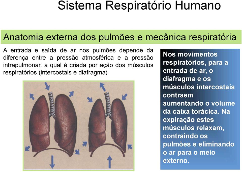 (intercostais e diafragma) Nos movimentos respiratórios, para a entrada de ar, o diafragma e os músculos intercostais contraem