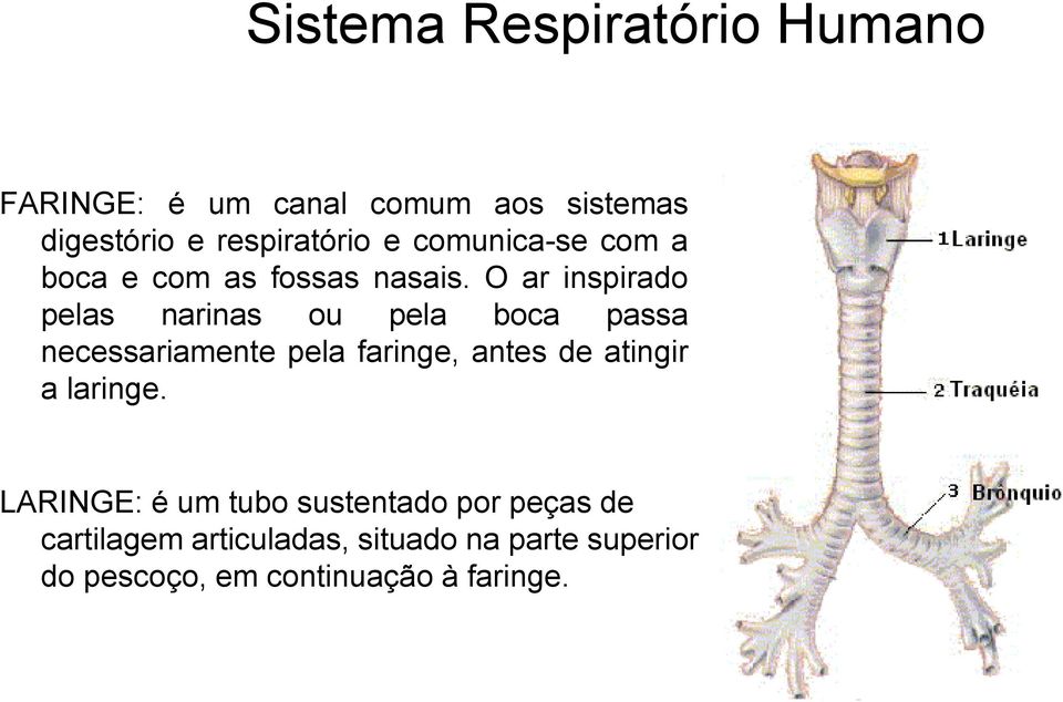 O ar inspirado pelas narinas ou pela boca passa necessariamente pela faringe, antes de atingir