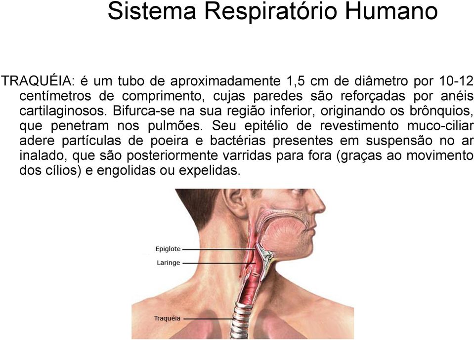 Bifurca-se na sua região inferior, originando os brônquios, que penetram nos pulmões.