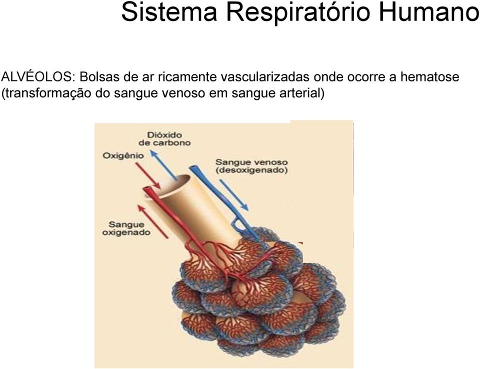 onde ocorre a hematose (transformação