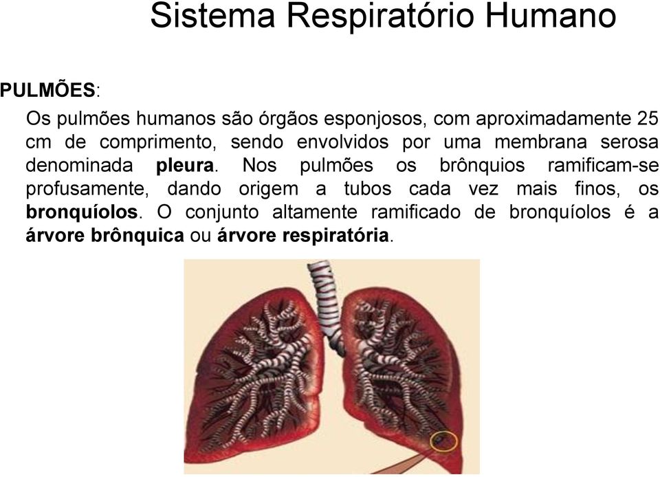 pleura.