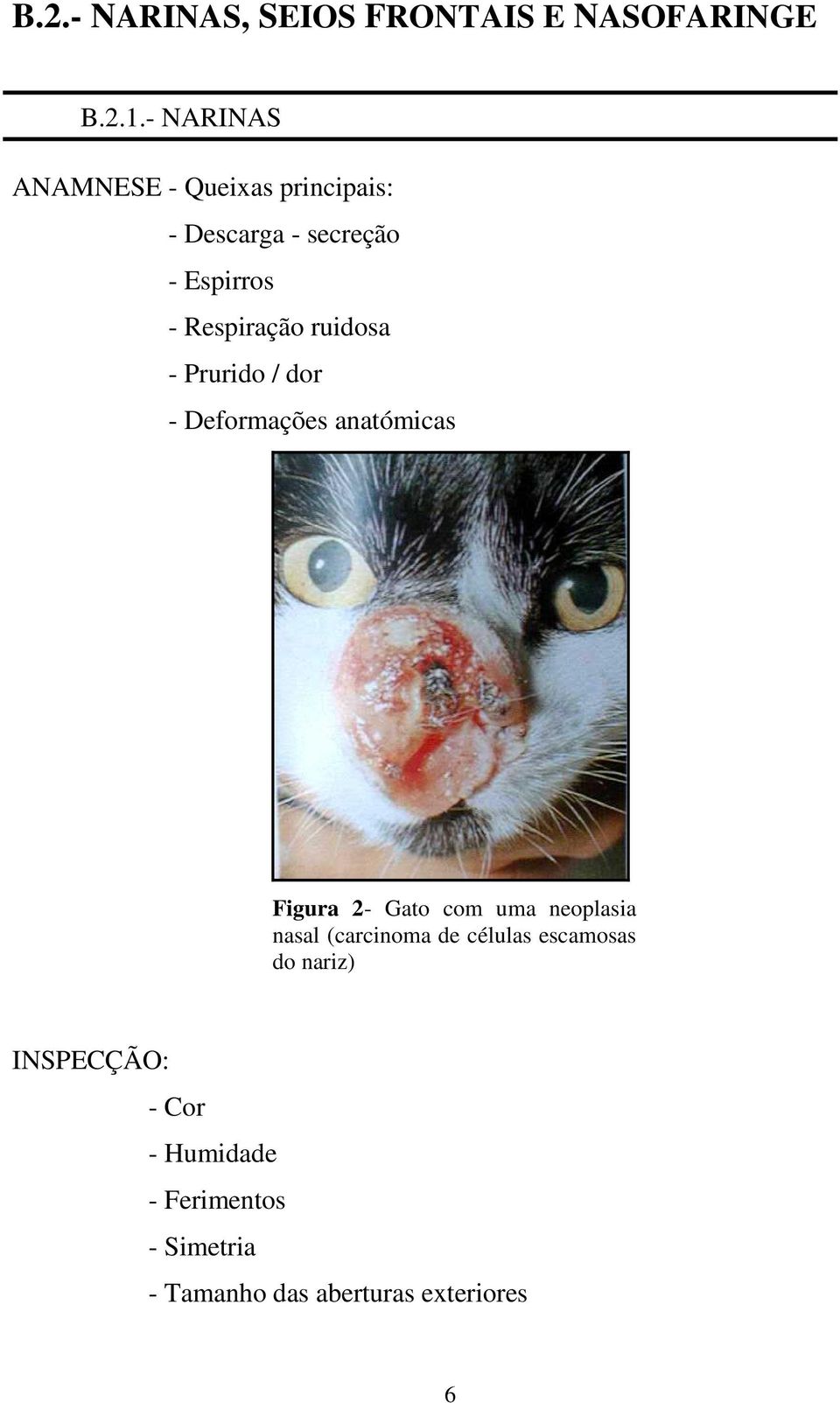 ruidosa - Prurido / dor - Deformações anatómicas Figura 2- Gato com uma neoplasia nasal