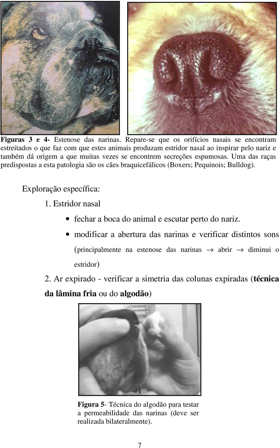 secreções espumosas. Uma das raças predispostas a esta patologia são os cães braquicefálicos (Boxers; Pequinois; Bulldog). Exploração específica: 1.