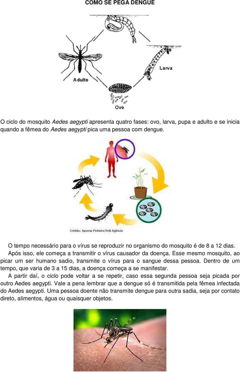 Esse mesmo mosquito, ao picar um ser humano sadio, transmite o vírus para o sangue dessa pessoa. Dentro de um tempo, que varia de 3 a 15 dias, a doença começa a se manifestar.