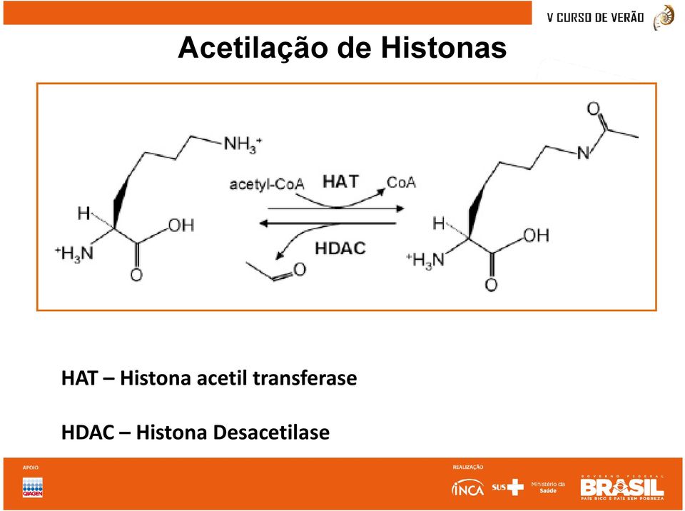 Histona acetil